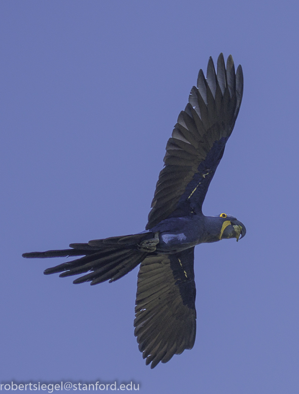 hyacinth macaws